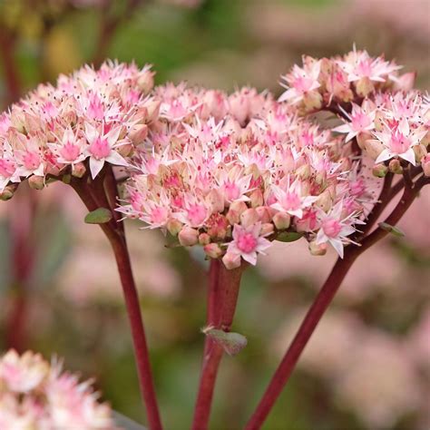 The best autumn-flowering perennials, according to experts | Ideal Home