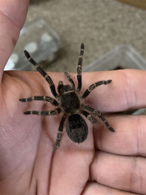 Grammostola Pulchripes | atelier-yuwa.ciao.jp