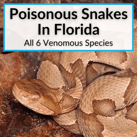 Poisonous Snakes In Florida (All 6 Venomous Species) - species of venomous snakes