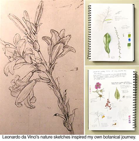 Plant Life: Botanical Sketches of Leonardo da Vinci — NESBA