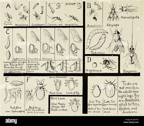 Blood sucking insects hi-res stock photography and images - Alamy