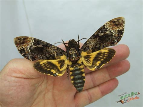 Deaths Head Moth