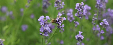 Pial_z - Best photos on dibujosparaimprimir.net