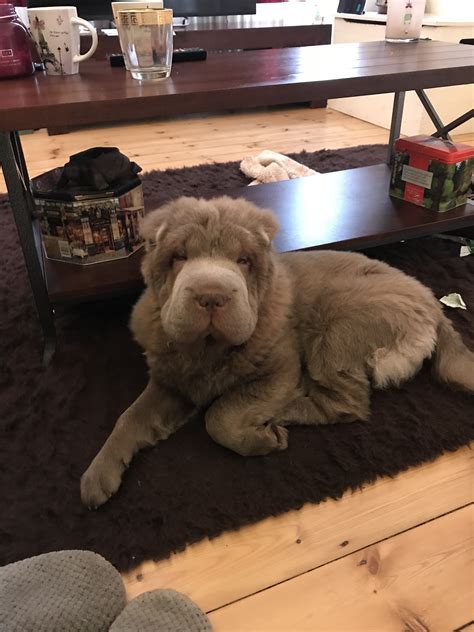 Shar-pei Bear Coat Puppy