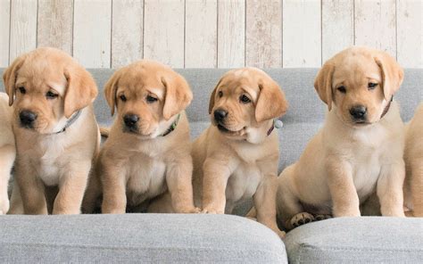 Download Baby Animal Cute Puppy Animal Labrador Retriever HD Wallpaper