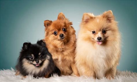 Discover The 5 Types of Pomeranian Dog Breeds - AZ Animals