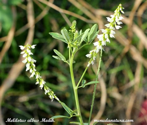 Menuda Natura: Melilotus albus Medik.