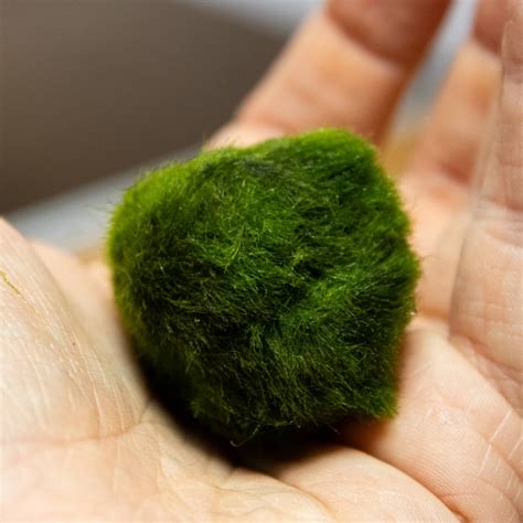 Marimo Moss Balls: A Simple Care Guide – ome