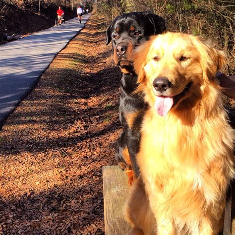 Adorable Golden Retriever and Rottweiler