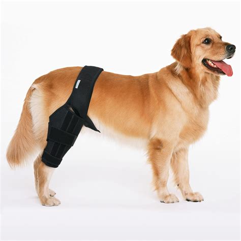 Buy MerryMilo Dog Knee Brace For Support With Cruciate Ligament Injury ...