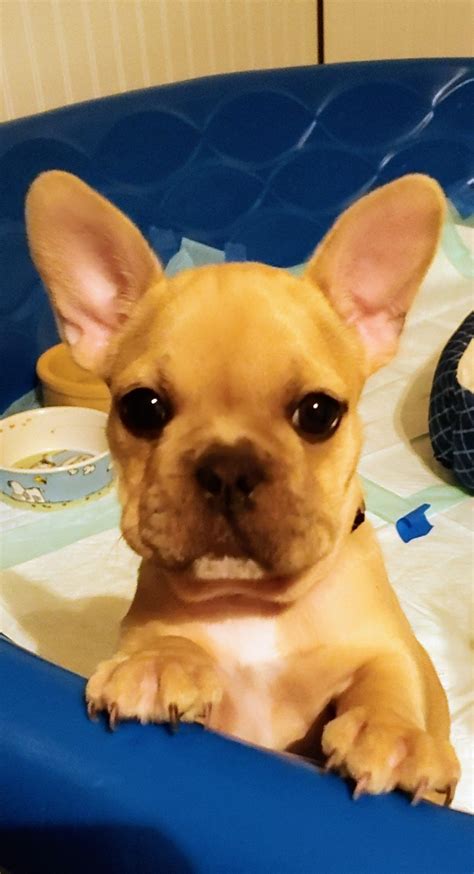 Sandy Rios - Greenfield Puppies