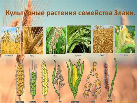 Класс Однодольные. Семейство Злаки (Мятликовые). Лабораторная работа ...