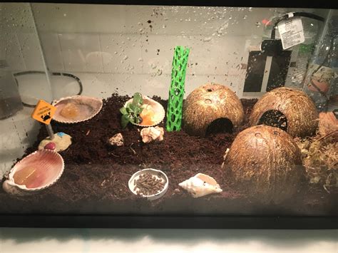 Hermit Crab Care