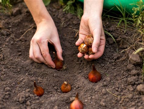 Spring Bulbs: 10 Mistakes to Avoid When You Plant Spring Bulbs