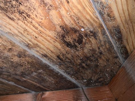 What To Do About Mold Under Hardwood Floors - Flooring Designs