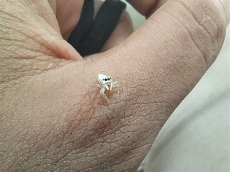 I Found A Tiny White Spider and Took Some Photos.