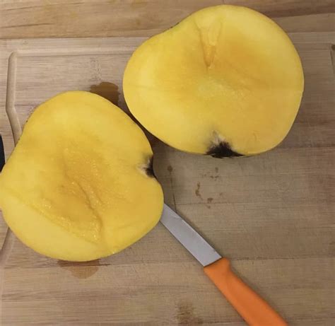 Harvest Moon Mango Grow Guide - Tropical Tree Guide