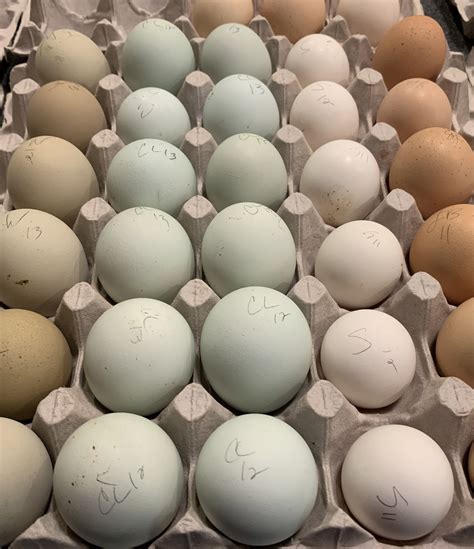 Cream Legbar — DRAGONFLY FARM