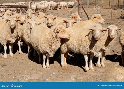 Meat Sheep Breeds In South Africa at Pamela Hoffman blog
