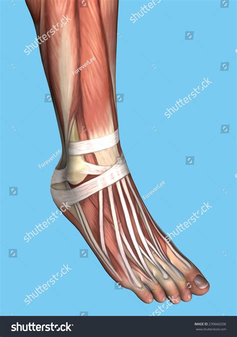 Foot Anatomy Of Tendons at Daria Willis blog