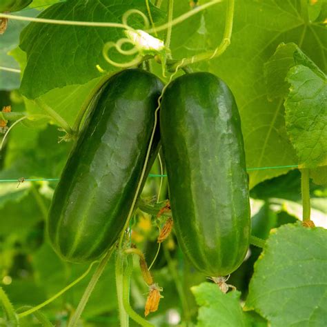 Cucumber 'Party Time' Plugs | Buy Cucumber Plants Online | Cucumber Plants for Sale | Marshalls ...