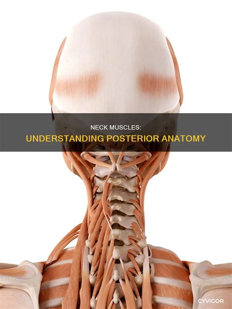 Neck Muscles: Understanding Posterior Anatomy | CyVigor