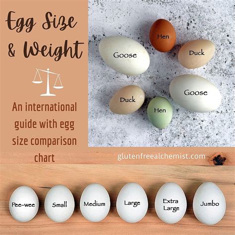 Egg Size and Weight – An international guide with egg size comparison chart