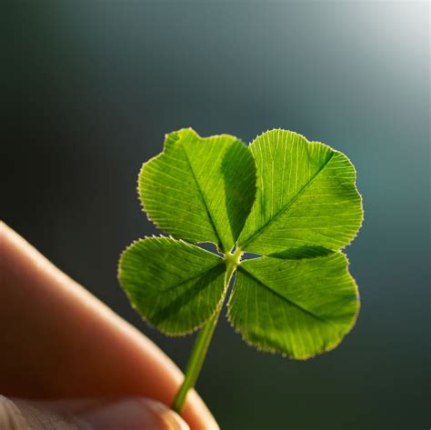 About Four Leaf Clovers - Reasons For Finding A Clover With Four Leaves ...