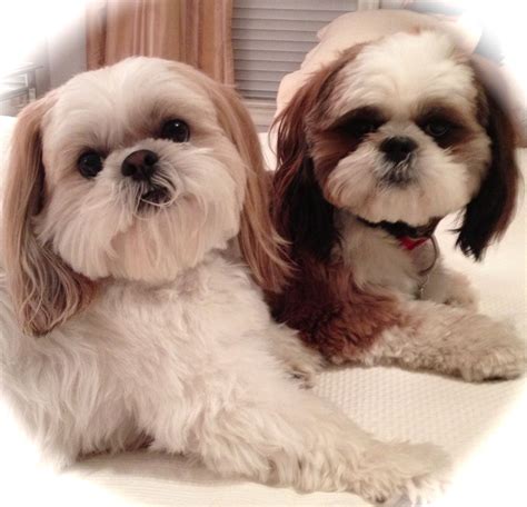 Georgia Shih Tzu Puppies at Myrtle Jackman blog