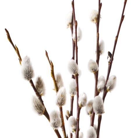 Sun Vista Farms Blooming Pussy Willow Branches | Farm Fresh To You