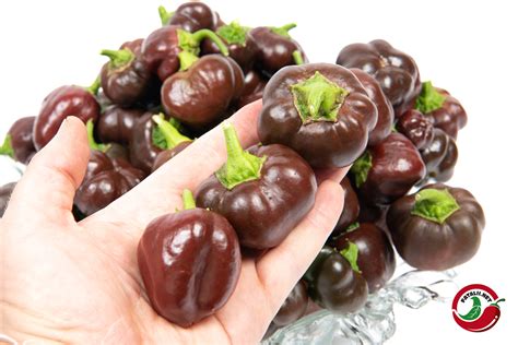 Chocolate Bell Pepper Plants