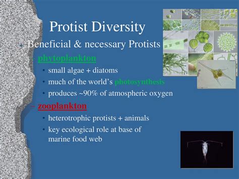 PPT - Exploring Eukaryotic Diversity: From Protists to Endosymbiosis ...