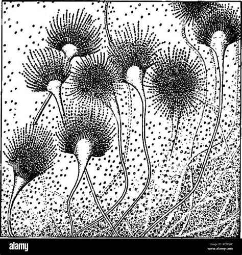 . Diseases of domesticated birds. Poultry; Poultry; Birds. CHAPTER X ...