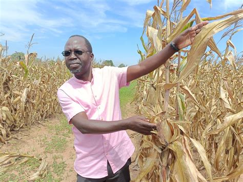 Malawi’s First Bt Maize Trials Show PromiseMalawi’s First Bt Maize ...