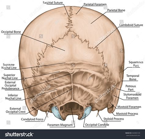 Bones Cranium Skull Anatomical Construction Bones Stock Illustration 504903130