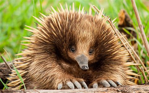 Difference Between Echidna And Hedgehog
