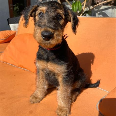 Airedale Terrier Puppies