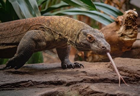 Baby Komodo Dragons Hatch At Chester Zoo For Very First Time