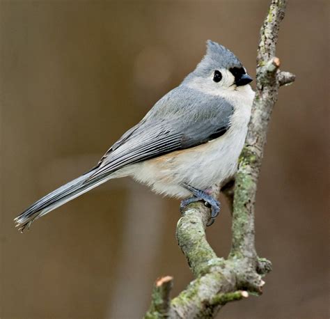 It's a tufted titmouse! Windsor announces its new official bird | CBC News
