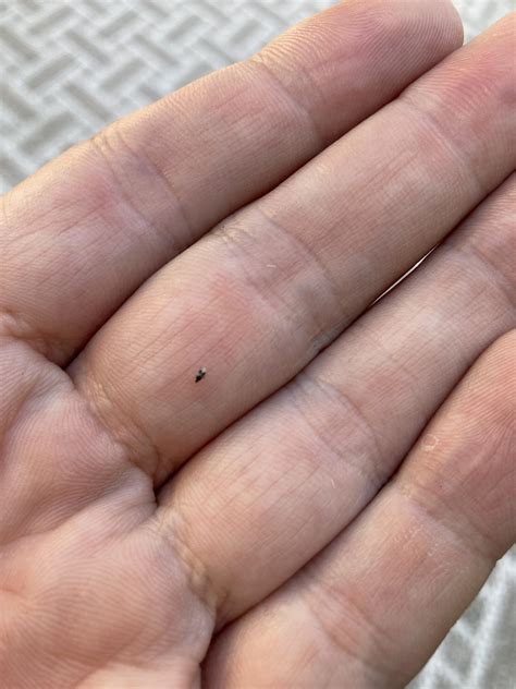 Does anybody know what these tiny biting insects are? They appeared in ...