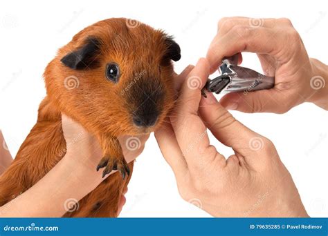 Hands Cutting Claws of Guinea Pig on White Background Stock Image ...
