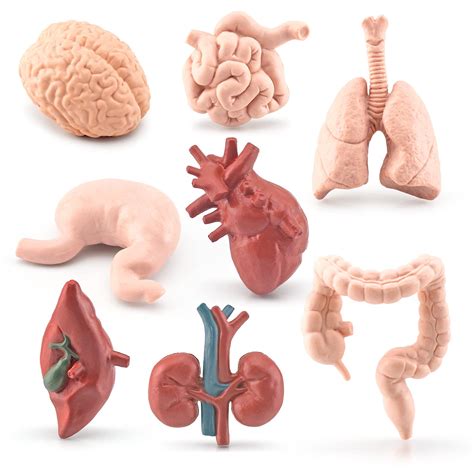 Anatomy Mini Models at Christine Hibbler blog - weight of heart in human body