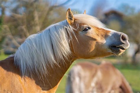 Horse Manes: Everything You Should Know - Seriously Equestrian