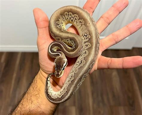 Bongo Black Pastel Citrus Pastel Ball Python by Sabri Regius Morphs ...
