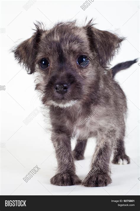 Mutt Puppy Image & Photo (Free Trial) | Bigstock