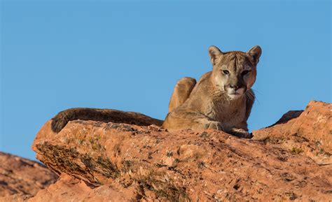 Mountain,Lion,,Cougar,,Puma,Sitting,On,A,Sandstone,Ledge | Good Nature ...