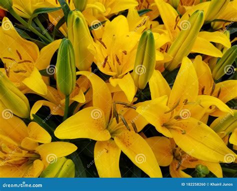 Beautiful Yellow Asiatic Lily Flowers at Full Bloom Stock Photo - Image ...