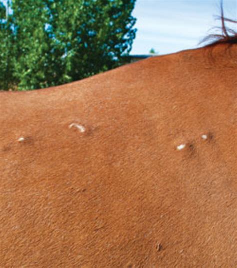 Skin Bumps on the Horse