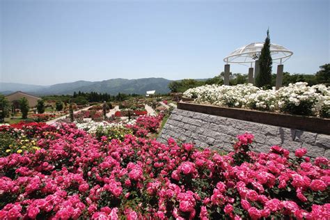 One of Japan’s biggest rose gardens with one million roses to sooth ...