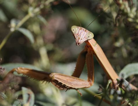 What Color Are Female Praying Mantis at Leonel Muncy blog